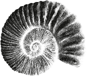 coquillage Artillac whisky pur malt bio charentais